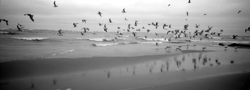 Doctor's Gulls